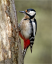 Great Spotted Woodpecker